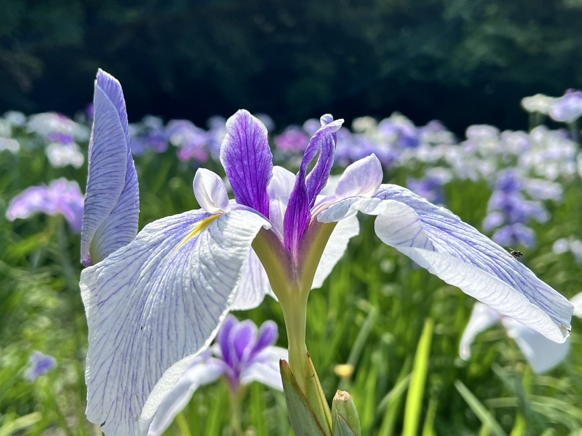 suehirarin's tweet photo. 6月6日智光山公園の花菖蒲を見に行きました。お天気も良く花菖蒲がとても綺麗でした。
狭山市の公式イメージキャラクター #おりぴぃ ちゃんも【花菖蒲まつり】に来て
いて可愛いかったです。
#智光山公園　#花菖蒲 https://t.co/jKkLJ3KHlw