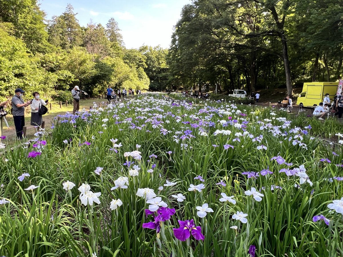 suehirarin's tweet photo. 6月6日智光山公園の花菖蒲を見に行きました。お天気も良く花菖蒲がとても綺麗でした。
狭山市の公式イメージキャラクター #おりぴぃ ちゃんも【花菖蒲まつり】に来て
いて可愛いかったです。
#智光山公園　#花菖蒲 https://t.co/jKkLJ3KHlw