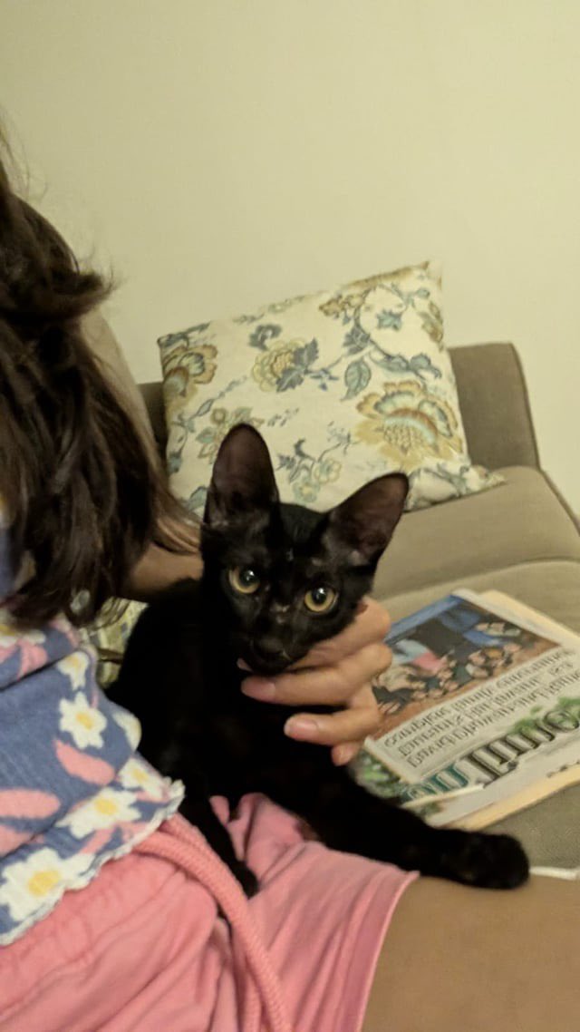 kaalicharan's tweet photo. Delhi, Meet Cola 🖤 & Coco, rescued black & tabby kittens looking for their forever home!

Chased by kids & colony people, they were traumatized & slow to trust. But once they do? Total lap cats — super loving, playful & cuddly! ❤️
Dewormed, vaccinated & litter trained.

📞 7982540639
#AdoptDontShop