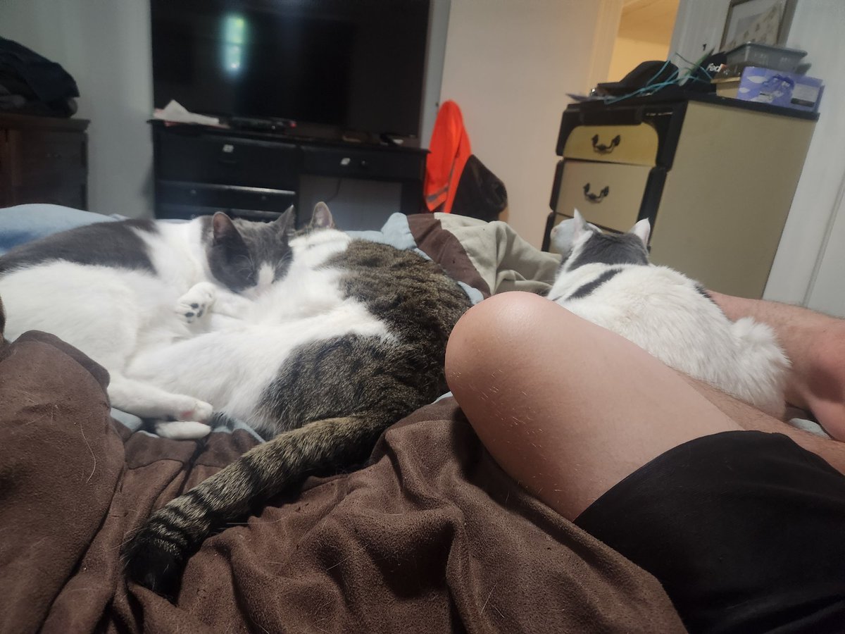 SFE_Greatest's tweet photo. Sometimes life says slow your roll. Then there's cats. https://t.co/nbuMQJAfXC