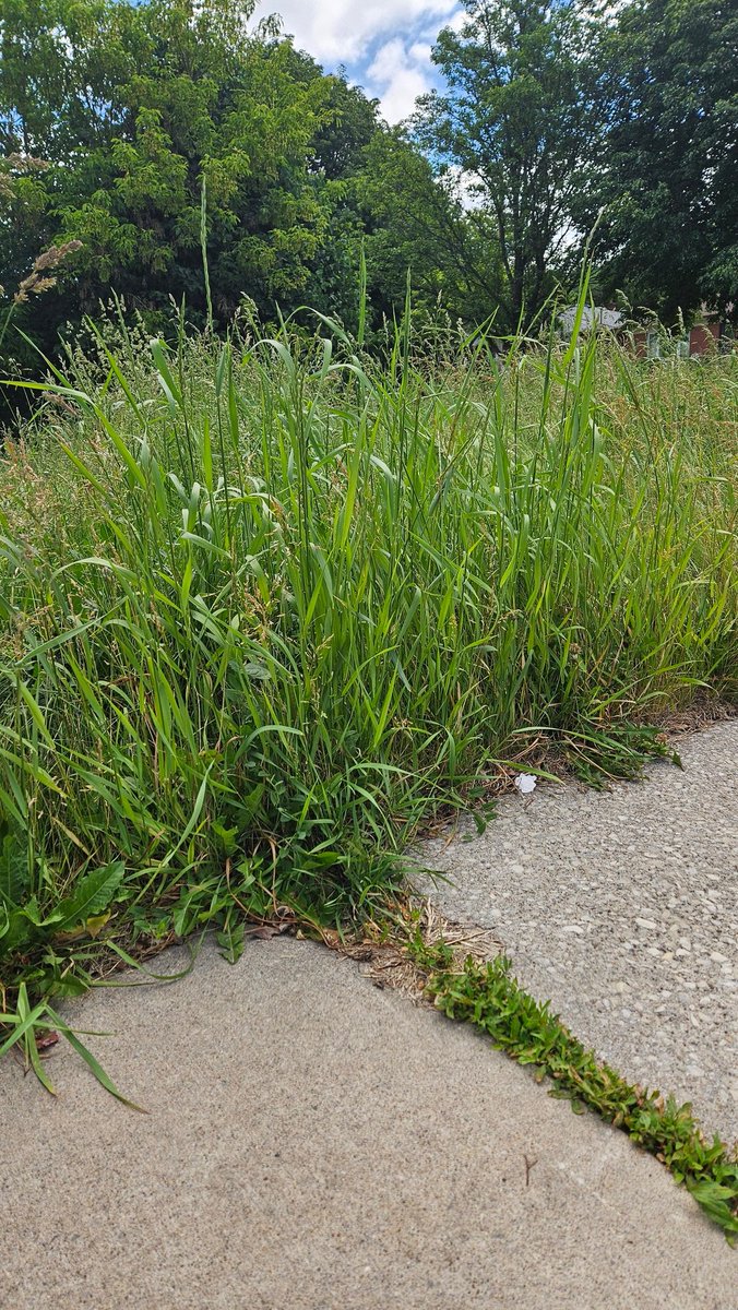 LauraF86's tweet photo. Hey @cityofhamilton when are you going to get on the hydro to actually cut the grass on the corner of ewen and iona? This is disgusting, if this was my property I'd be fined. Kids get the school bus here. It's up to my waist. #hamilton #disgusting  #doyourjob #grass #cut #hydro https://t.co/uIah1d51NL