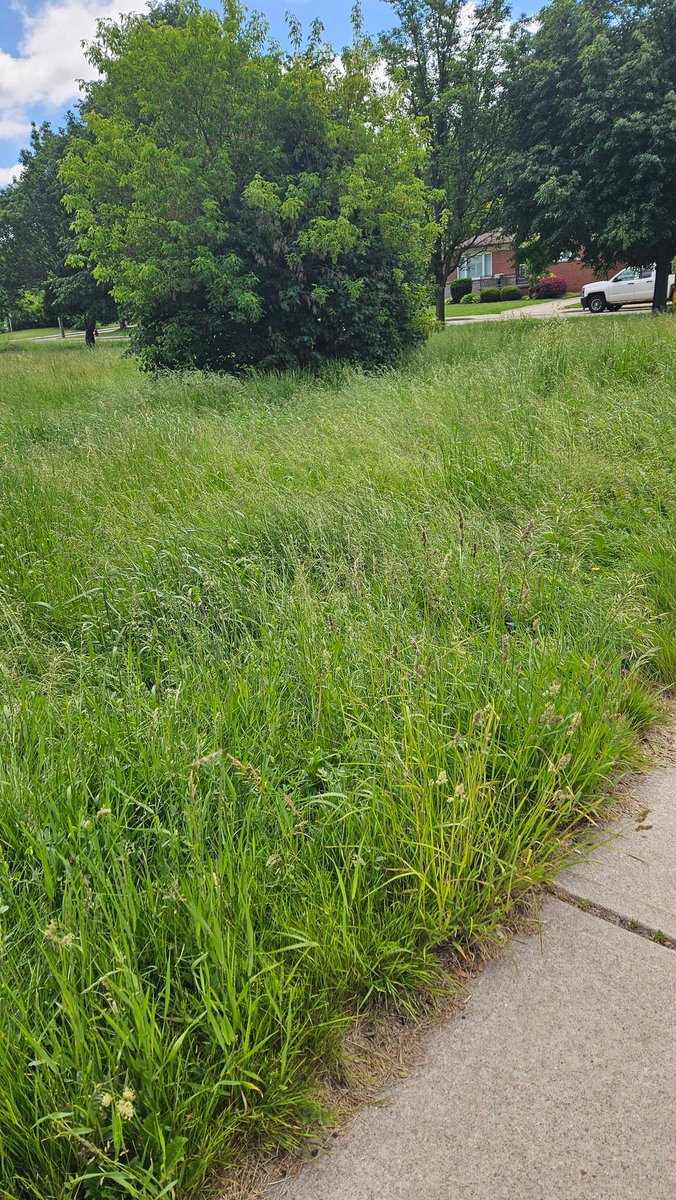 LauraF86's tweet photo. Hey @cityofhamilton when are you going to get on the hydro to actually cut the grass on the corner of ewen and iona? This is disgusting, if this was my property I'd be fined. Kids get the school bus here. It's up to my waist. #hamilton #disgusting  #doyourjob #grass #cut #hydro https://t.co/uIah1d51NL