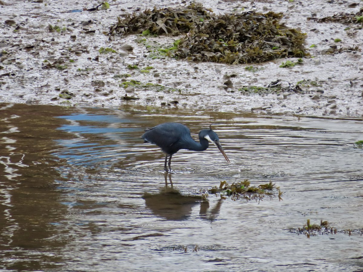 MattSteaneLUFC's tweet photo. ‼️MEGA - WESTERN REEF HERON‼️

Incredible to think this is the first ever record for Britain and Ireland!

This bird could have potentially travelled from the Atlantic coast of Morocco or even Senegal 🤯

#reefheron #mega 🏴󠁧󠁢󠁷󠁬󠁳󠁿 https://t.co/MNlFMHCrBS