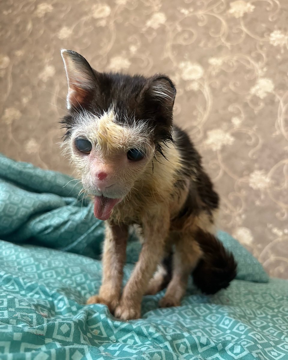 UAanimalres's tweet photo. Am sorry my favorite cat, I have failed to raise, money for your treatment, I have tried everything not to give up on you 😭😭😭, Many have always hated you🥹🥹but not me.if you are seeing this video of Pluto please don't ignore help Pluto please •Link in bio for any donation 🙏 https://t.co/PGFcnijByN