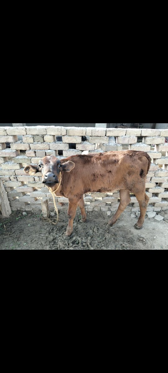 MilletTono's tweet photo. My lovely and beautiful 🐄 https://t.co/pCZANfLKUB