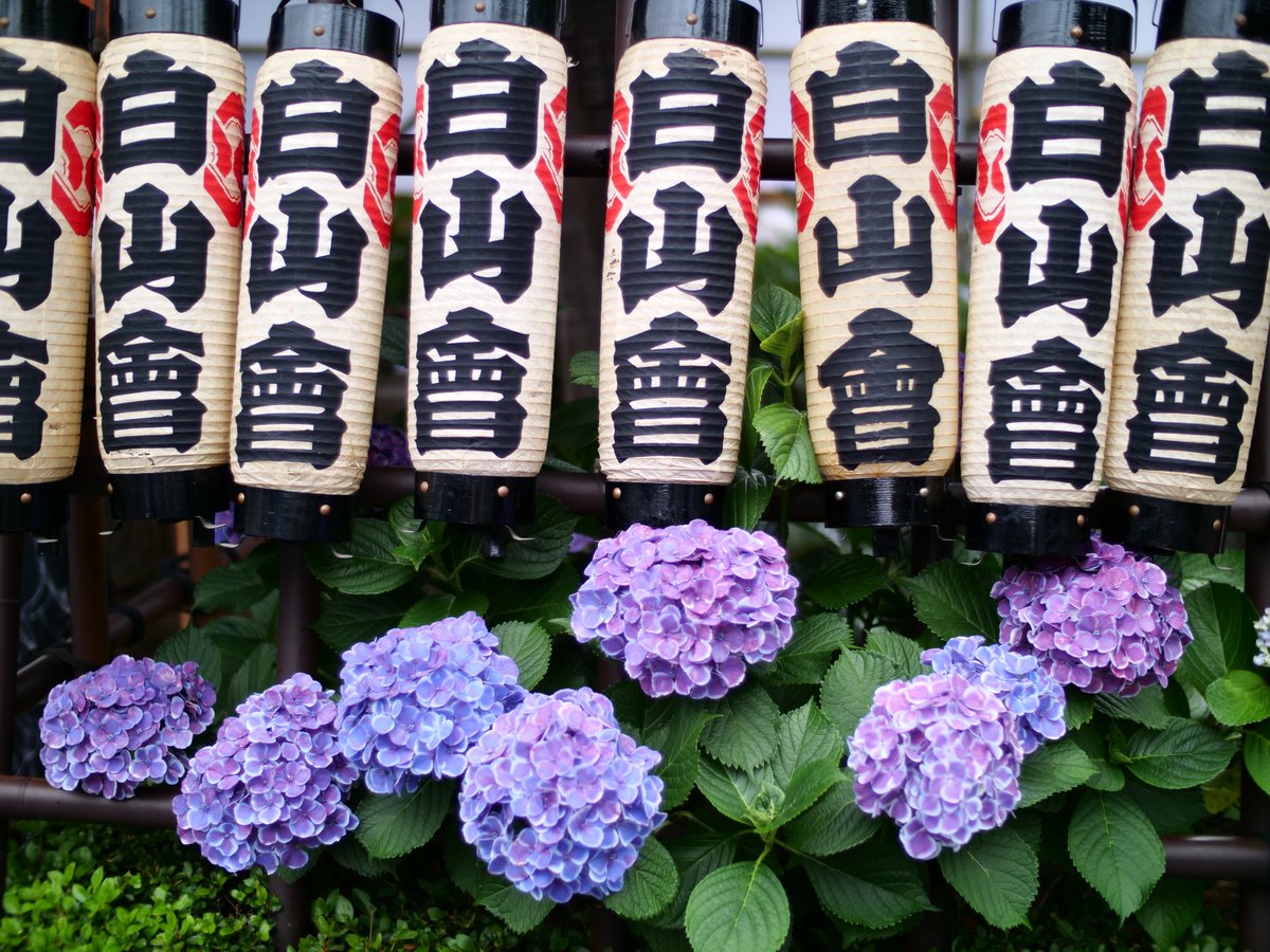 new_valley2's tweet photo. 紫陽花祭
#白山神社 https://t.co/ndep05OCao