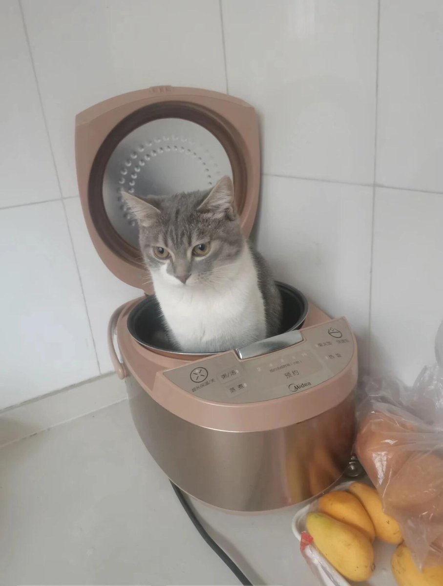 nocontextscats's tweet photo. ? https://t.co/pRmsypfmAS
