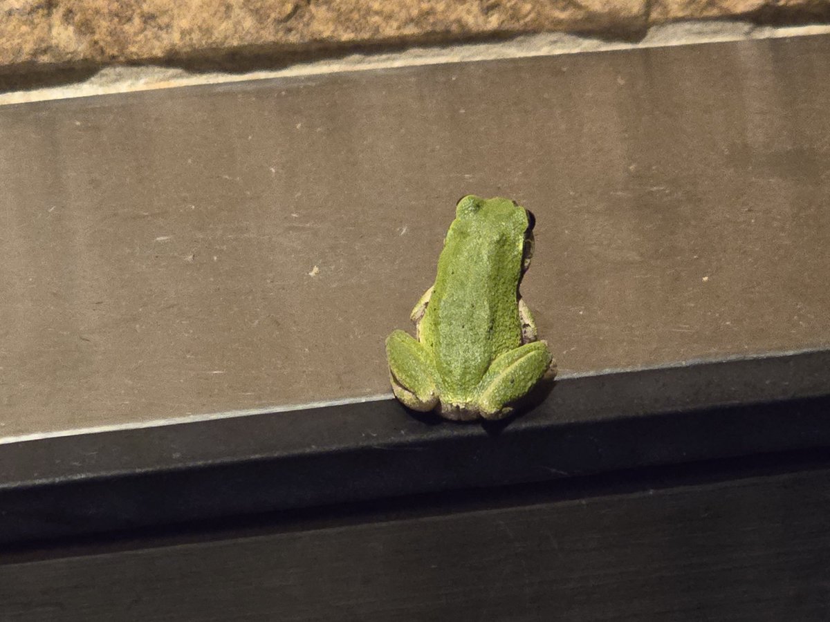 outbreak1995's tweet photo. 家帰ってきたら、お迎えしてくれた🐸
こっち向いてくれよな。 https://t.co/X2JezMwa5d