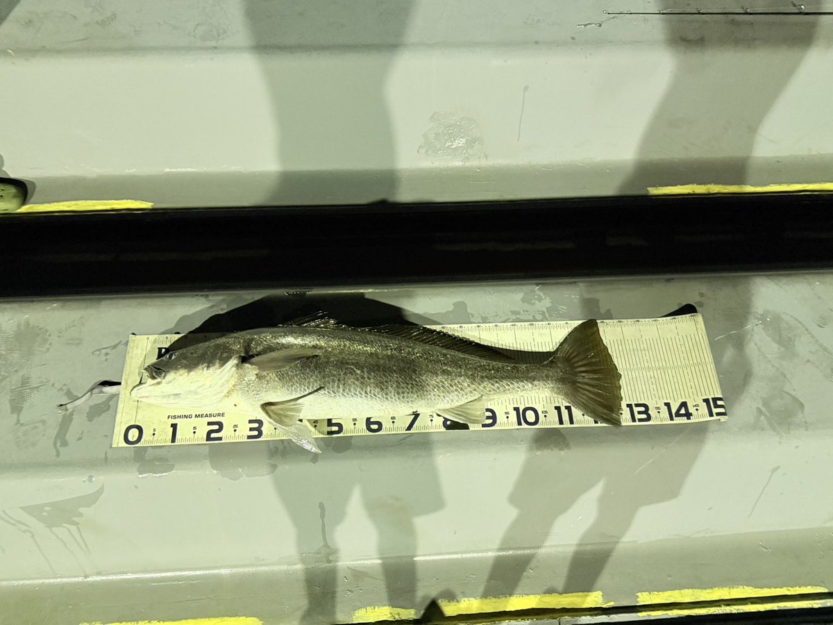 wacharu02191's tweet photo. 杵築沖でオオニベ127センチ釣れた🐟
ファイト時間40分位かかった

PE1.5
リーダー25lb

#カルカッタコンクエスト https://t.co/uNy3ivAaS5