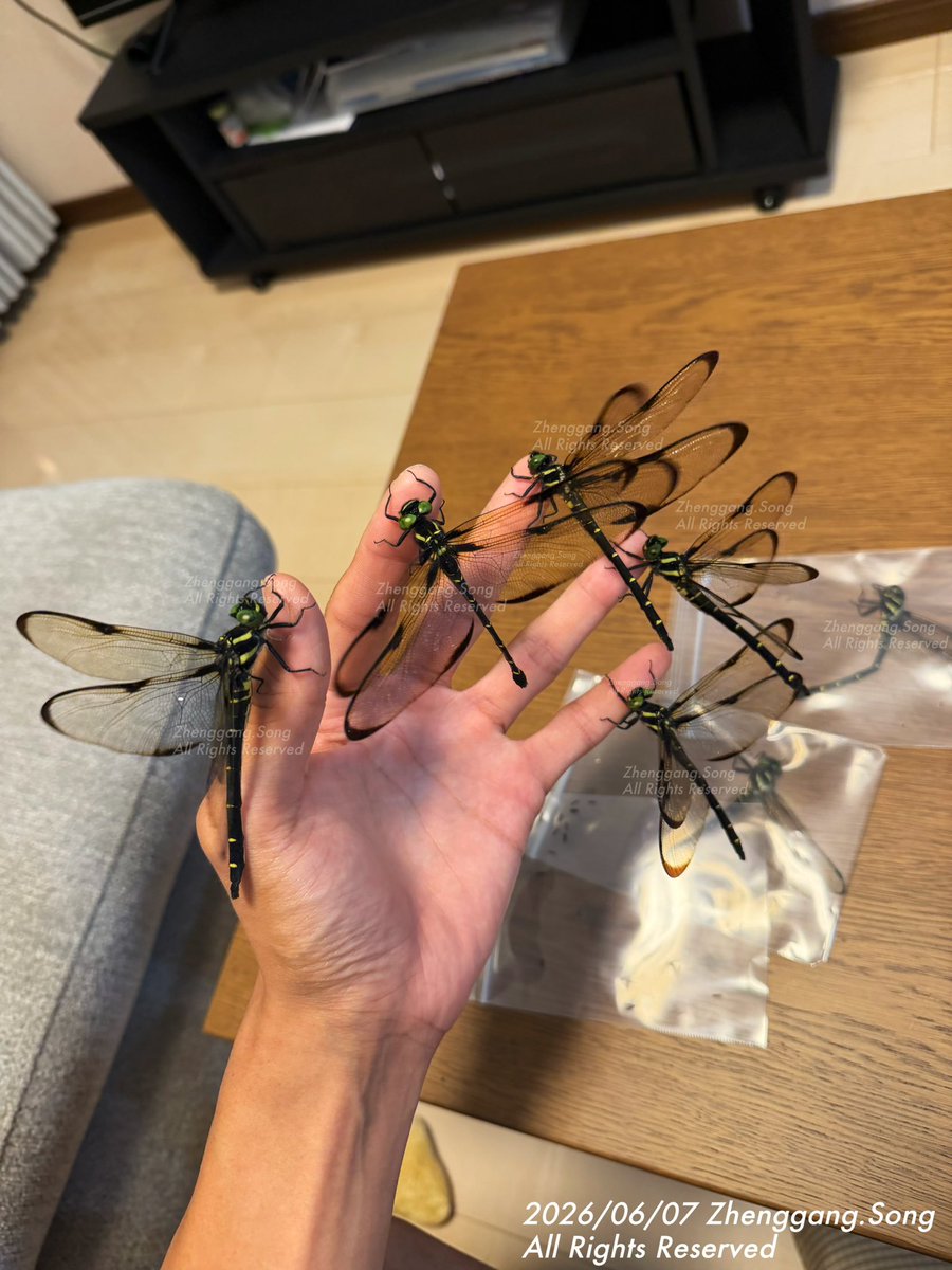 9850a_'s tweet photo. 世界のミナミをある程度理解していれば、梅雨のど真ん中の一泊二日の旅でも、十分に成果を出せる

イリオモテミナミヤンマの人工交尾
【密閉空間誘導法】

狭い空間を作り、♂の連結行為を誘発させ、風を真似して♀に自分で連結させる

かなり執着で、逆立ちしたり���んでも簡単に外れたりはしない https://t.co/qjehvNeTB3