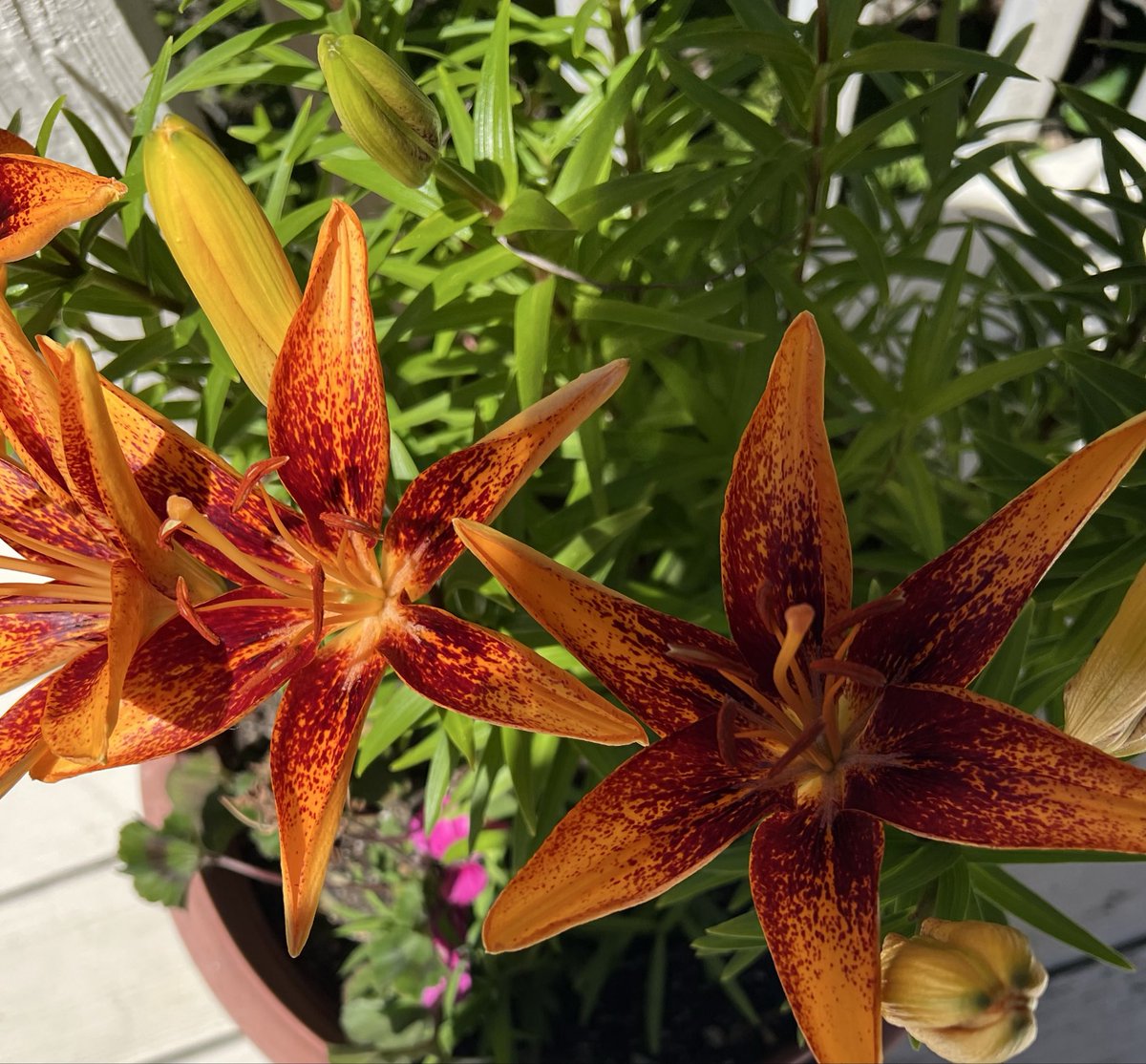 Spring Tiger Lilies are edible, most varieties. Decorate as you please