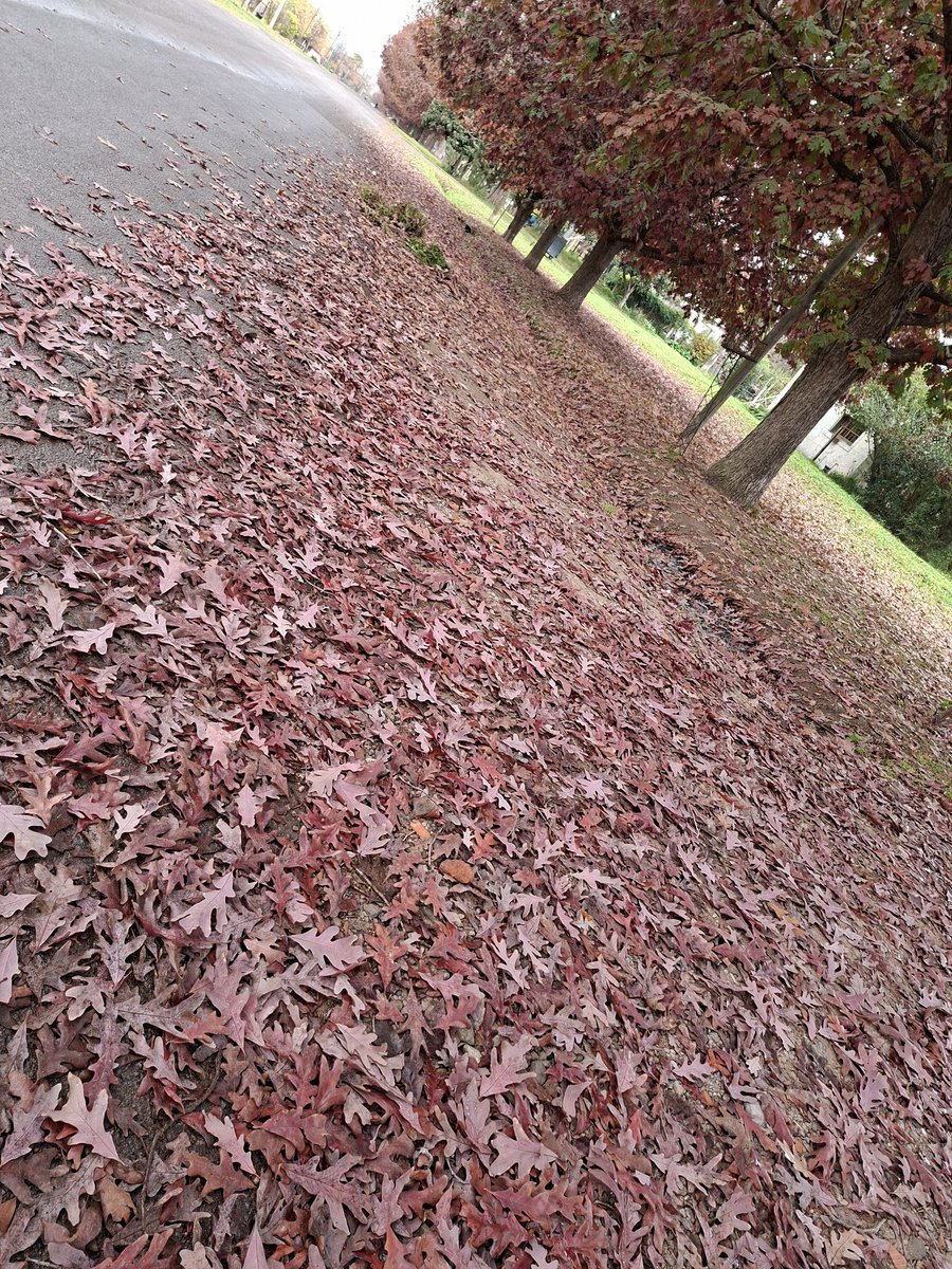 AgroJime's tweet photo. El color del otoño🍂🍁🍂 https://t.co/x9P4UyZX0F