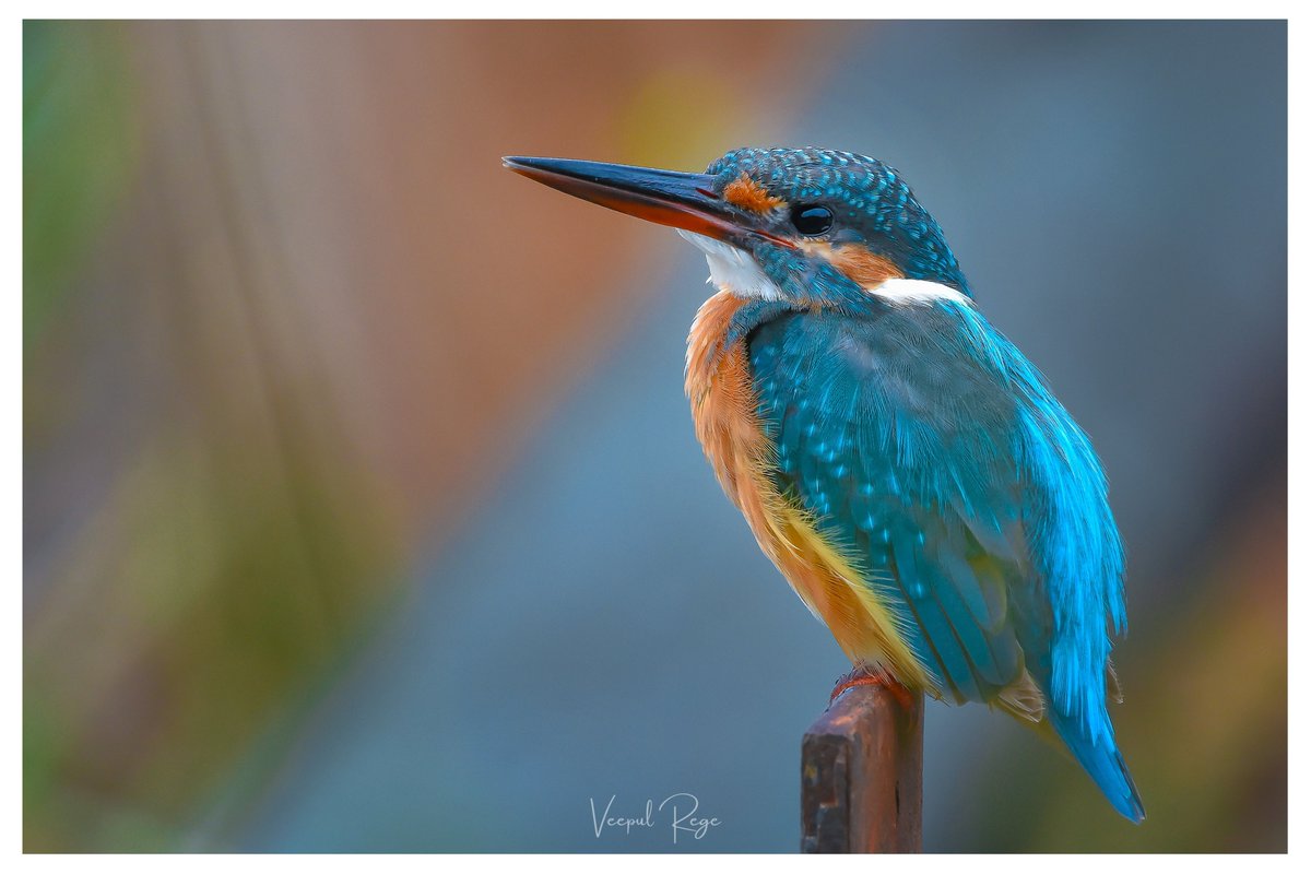 0xVeepul's tweet photo. 𝐭𝐡𝐞 𝐯𝐢𝐛𝐫𝐚𝐧𝐭 𝐦𝐚𝐣𝐞𝐬𝐭𝐲

a vibrant common kingfisher perched gracefully, basking in the golden morning light, soaking in the tranquility of dawn.

#Photography #BeingPhotographer #PhotographyNFT #NFT #VRphotography #Wildlife 🔗⤵️ https://t.co/fmIkItdwy6