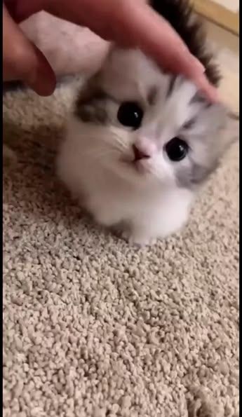 CuteCat62's tweet photo. https://t.co/CuNwEJ6T32