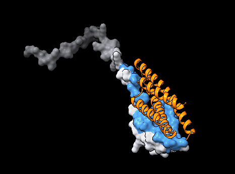 bha_51's tweet photo. Amazing paper, and it was all open source, ran the ESMFold2/ESMC binder-generation loop on RBX1 (earlier Adaptyv competition target).

Got the top design: ESMFold2 ipTM 0.88, cross-checked with Boltz-2, the two independent models agree on the binding pose to ~2 Å.

Nothing validated in actual wet lab but actually good in silico numbers