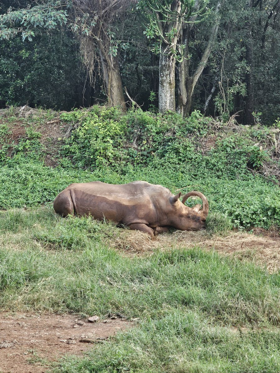AutochemistKe's tweet photo. Hizi animals za Nairobi safari walk zimeboeka https://t.co/JqJyiTrvwe
