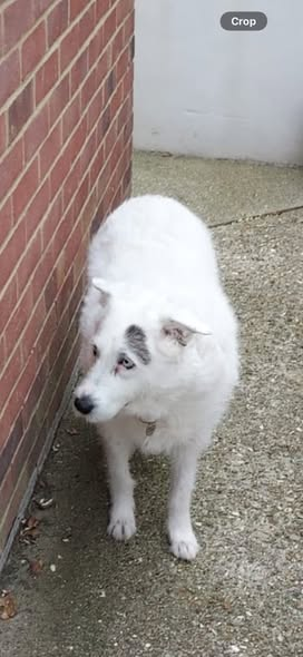 millypod1's tweet photo. 🆘5 JUNE 2026 #Lost Lexie #ScanMe
Cross Breed Female
Riverside Country Park #Gillingham #Kent #ME7
https://t.co/dEhkZbDVfR https://t.co/iV55pqQNuh