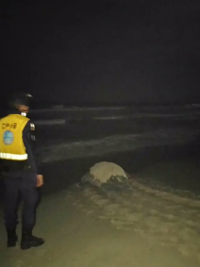 lavozdelmargar1's tweet photo. Una nueva tortuga llegó a desovar en playa El Agua ayer en la madrugada. 

Se trató de un espécimen cardón, de alrededor de 1,20 metros de largo.

En total fueron 80 huevos que desovó la tortuga, antes de retirarse nuevamente al mar.

📸 @dpea
#IslaDeMargarita #NuevaEsparta https://t.co/XCDWF0kmur