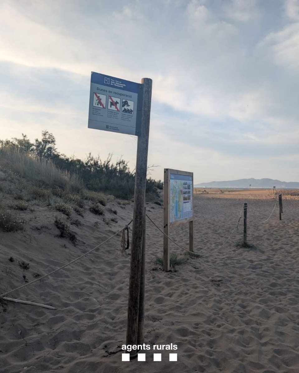 agentsruralscat's tweet photo. 🚫 Denunciades dues persones per accedir a la zona de dunes del Parc Natural dels @aiguamollsemporda.

🐦🌾 Els sistemes dunars són ecosistemes molt fràgils i espai de cria del corriol camanegre. Respectar la senyalització és clau per preservar la biodiversitat. https://t.co/bARQ3FGDbc