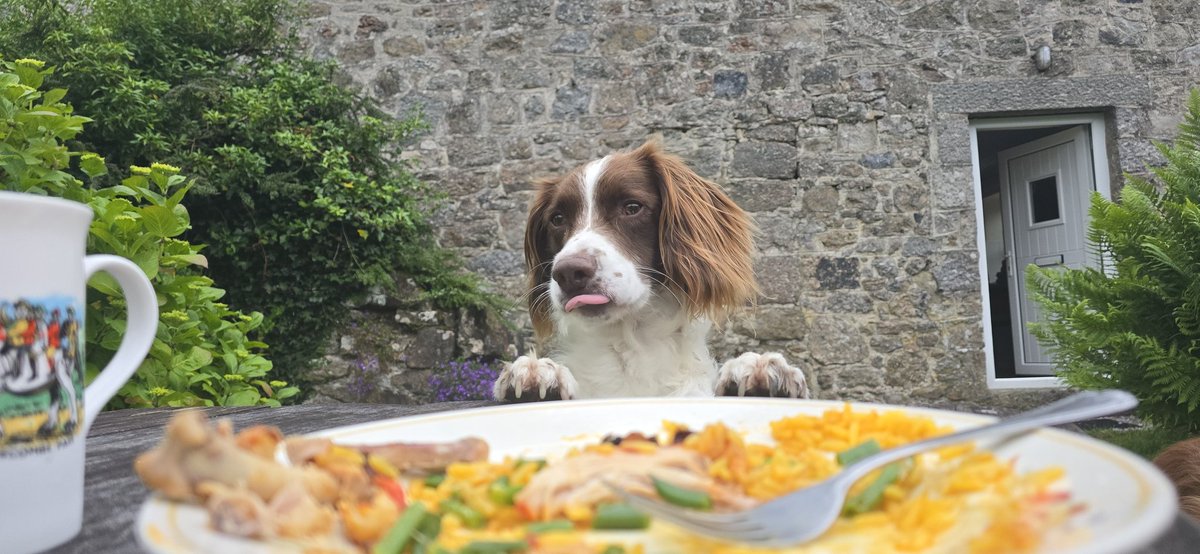 redteamJSY's tweet photo. Average Sunday "spanieling"!
(Excuse the rather bright Airbnb carpet!)
#gimlet #spaniel #spanieling #weekendwithadog https://t.co/wWpsGw6idX