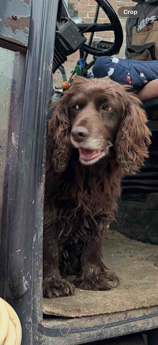 millypod1's tweet photo. 🆘6 JUNE 2026 #Lost Ginny #ScanMe
Cocker Spaniel Female
#Erbistock #Wrexham #Wales #LL13
She never leaves the farm but has been missing since last night. We live between the Cross Foxes and the Plassey.
https://t.co/9E09duJMaV https://t.co/QZWEC5g4i3
