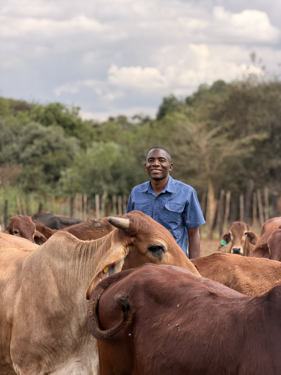 ForwardMakasi1's tweet photo. Most Zimbabwean soils originate from granite, so they are inherently low in available Phosphorus (P). This means that our pastures/velds are also low in P - a key nutrient for cow fertility. Without enough P cows/heifers experience delayed puberty, irregular heat cycles, and poor conception rates. This is why cattle farmers should supplement with phosphorus-based mineral licks year-round, and especially in winter when pastures are dry. 
Dear farmers, let’s take the hint!