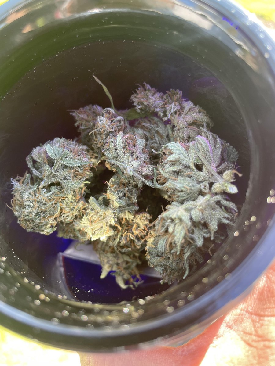 island_herbz's tweet photo. 🍇⛽ One year later...

Pulled this Grape Gas out of a Bio-Photonic jar after a full year in storage.
Still moist. Still loud. Still tastes like it was cured yesterday.

This is exactly why I trust glass and a proper cure. While some folks are tossing crispy dust in the trash, this Grape Gas is over here aging like a fine wine. 😎