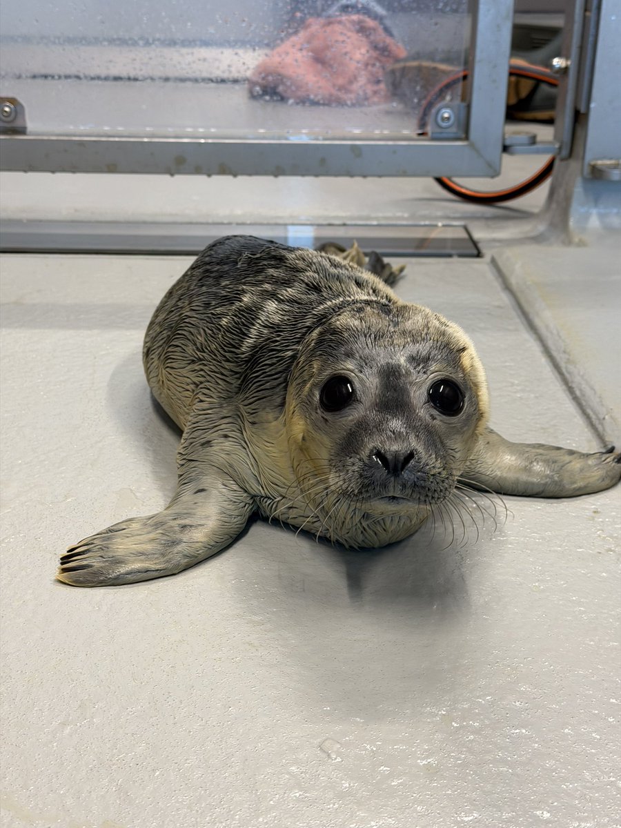 ValoRapha's tweet photo. Bonsai this morning 🪴❤️ 

She can be adopted❤️: https://t.co/LKPwQiT5ud

#アザラシ幼稚園
#zeehondencentrum
#sealtwt
#WEC https://t.co/ly2bZv9xdt