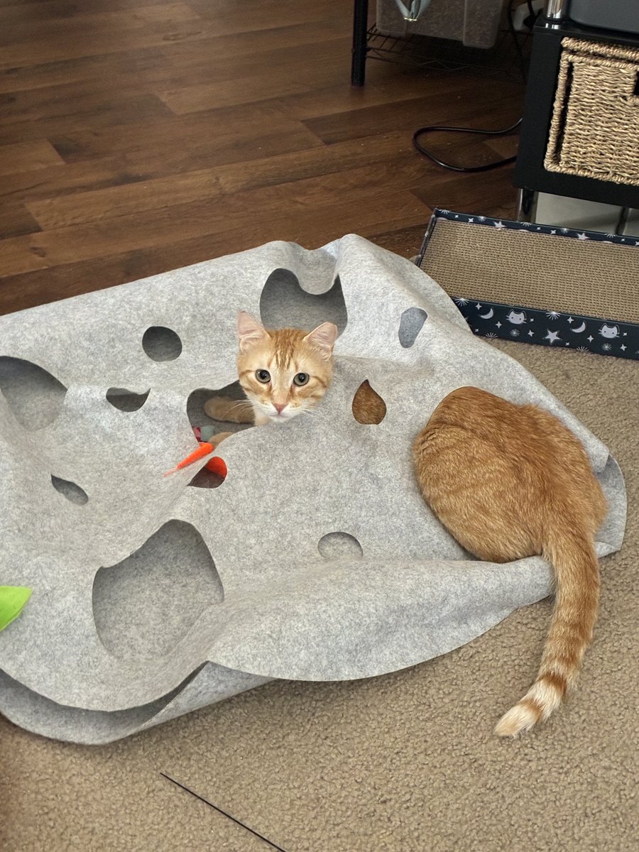 GarlicJackCat's tweet photo. A bit Stucc https://t.co/FMCdeJK4PC