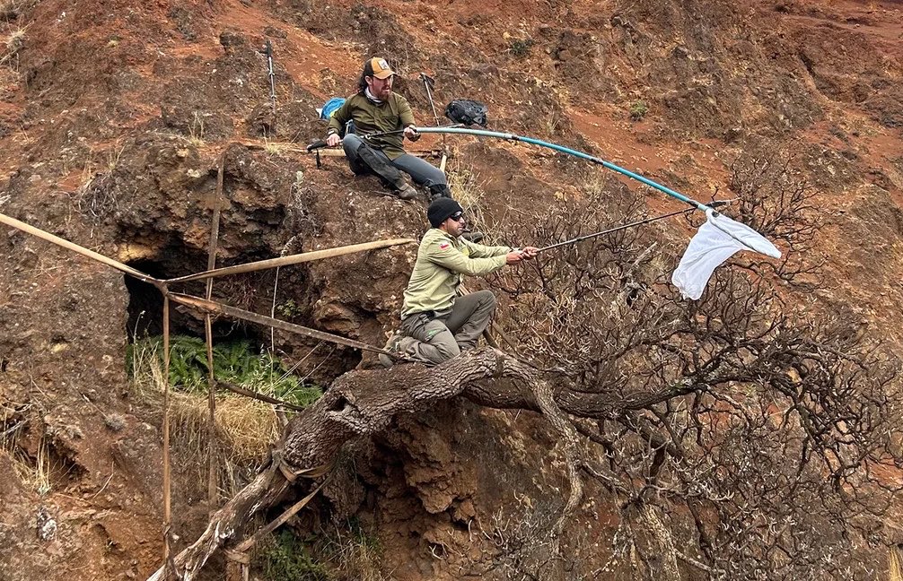 theiaincameron's tweet photo. Such a sad photo. Two scientists on a remote island collect seeds from the last known example in the world of a type of tree, hoping to preserve it. 

Imagine being beside the last known of anything in the world. A humbling experience 

Photo and story: https://t.co/PwLMhe21w7 https://t.co/YOMcXvPduj