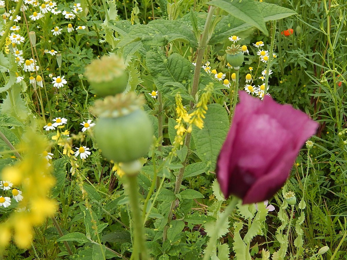 peter_essen's tweet photo. https://t.co/nFfXiXylco