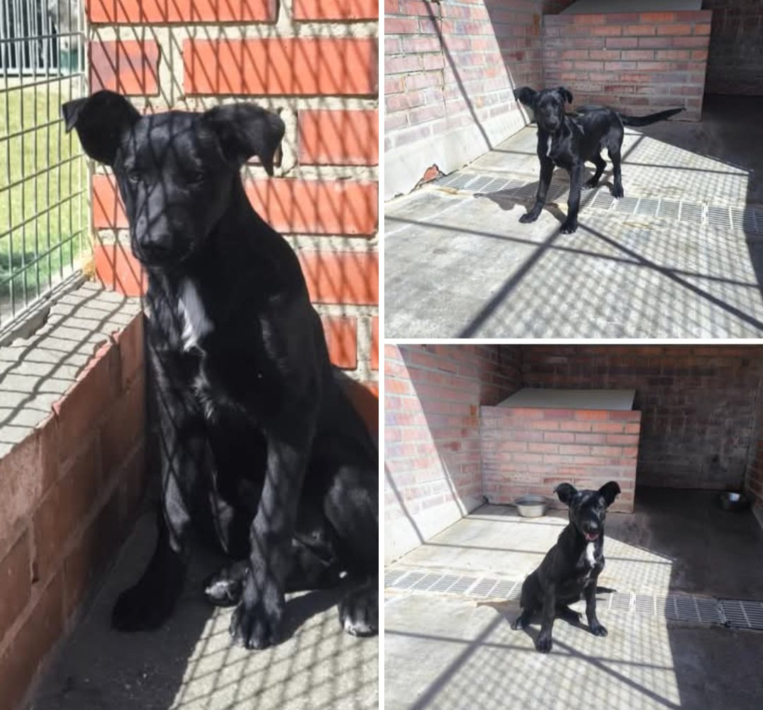 MarioliRm's tweet photo. Es color negrito,no seamos superficiales y adoptemosla
Es super simpatica 🥰 y preciosa,de adulta sera grande
Hay que educarla🙏🙏🏿 como cachorrita muerde zapatillas y se hace pipi,por lo demas es un cielo🌫
Le das un hogar y ❤️?
Contacta 📩 una.nueva.vida.valladolid@gmail.com https://t.co/G4IrANAhSA