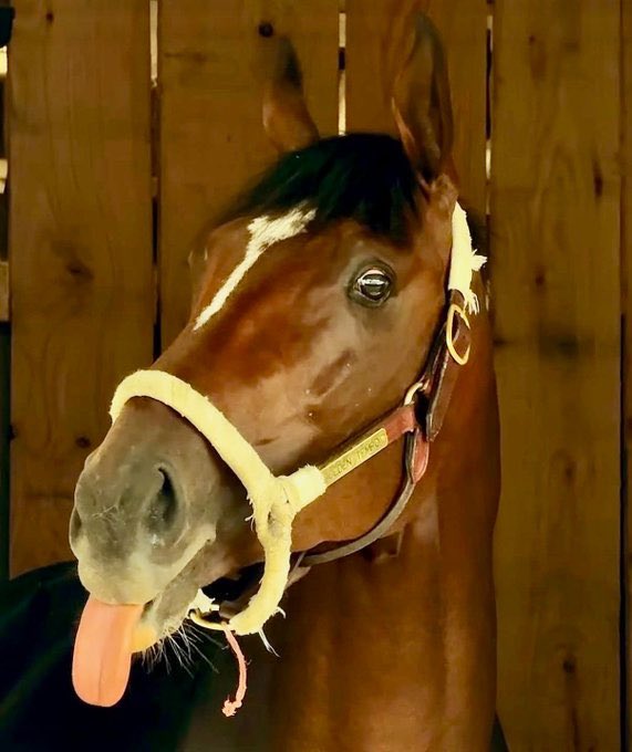 Gacetahipica's tweet photo. 😝 🥹Golden Tempo comunicando cómo se siente después de su victoria en el #BelmontStakes 🐴😝

📸 Cortesía https://t.co/UrSuCGRMKT