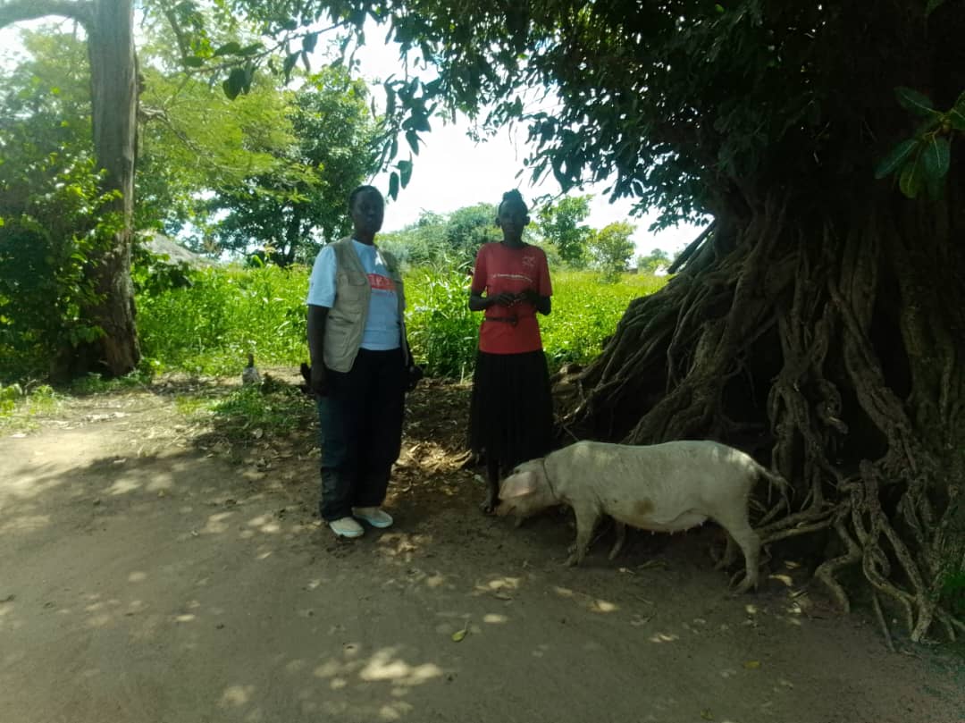 fapad16206's tweet photo. From vulnerability to prosperity!
Ajok Kato of Agwila village, Adwari S/C, Otuke District is raising goats & running a piggery as Income Generating Activities.Monitored by our social worker Ruth Abwot on 29.05.2026 progress is undeniable! #FAPAD #PeaceAndDevelopment #Livelihood https://t.co/vGQ0JmwQ53