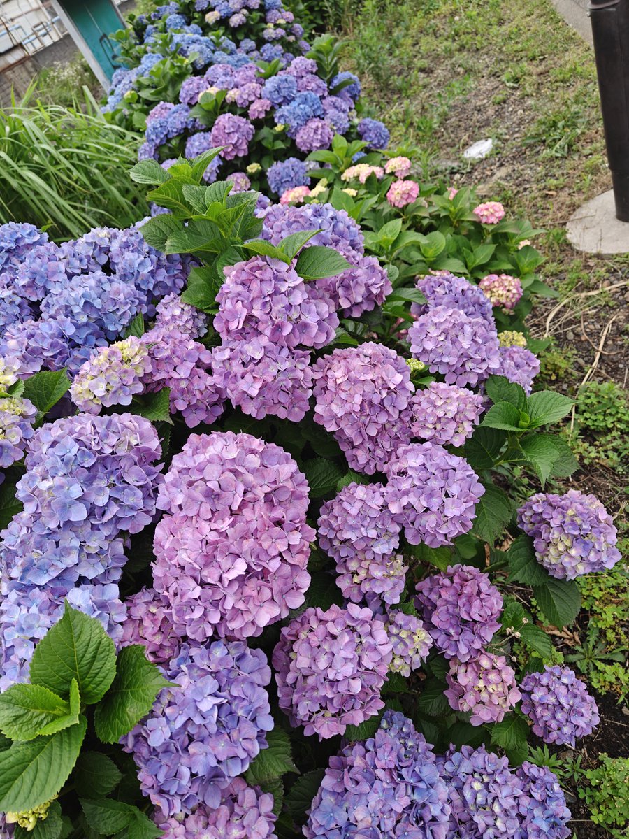 TenmaShibuya's tweet photo. 日本は季節 季節でたくさんお花が咲いて素敵な国です！ https://t.co/oGBT0Om3hA