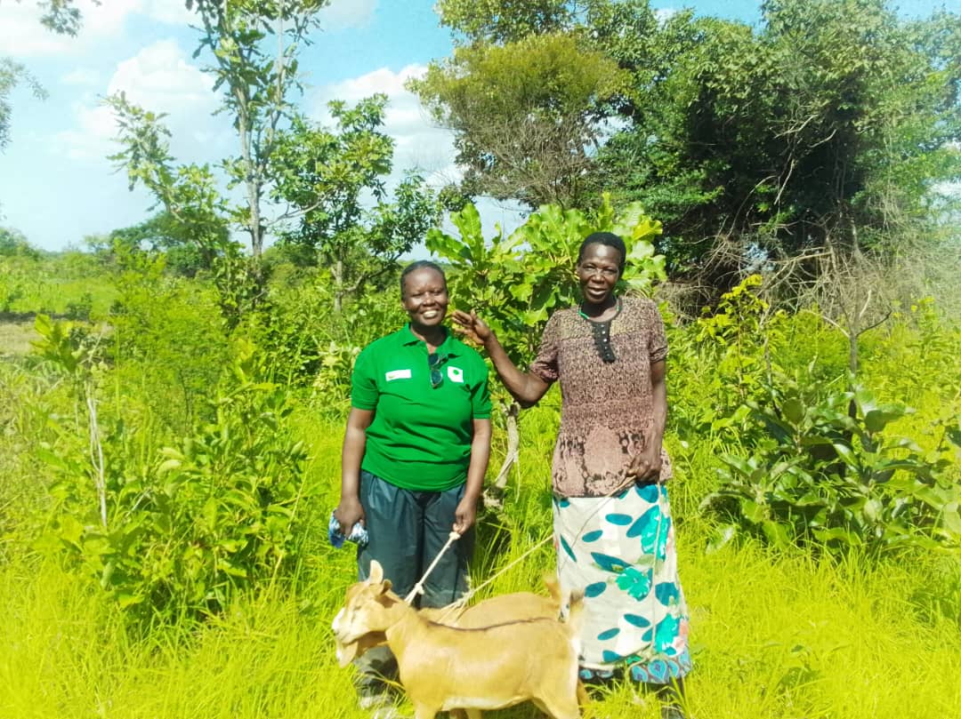 fapad16206's tweet photo. Baby piglets = big dreams coming true!
Ruth Abwot, FAPAD Social Worker, monitors Jennifer Amongi's goats & piggery IGA in Akailor Village, Adwari S/C, Otuke District 27.05.2026.Survivors building futures. One animal at a time. #FAPAD #Piggery #GoatRearing #IGAs #OtukeDistrict https://t.co/Sn31GWKER1