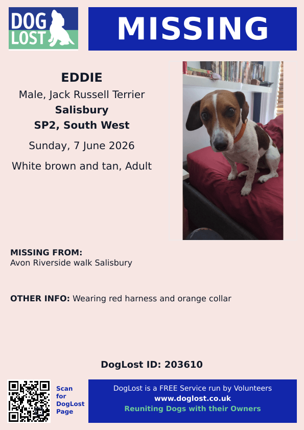 millypod1's tweet photo. 🆘7 JUNE 2026 #Lost Eddie #ScanMe
Jack Russell Terrier Male
Avon Riverside Walk #Salisbury #Wiltshire #SP2 Wearing Red Harness and Orange Collar
https://t.co/Mnz8RaQeaE https://t.co/6G6Yrfpnr5