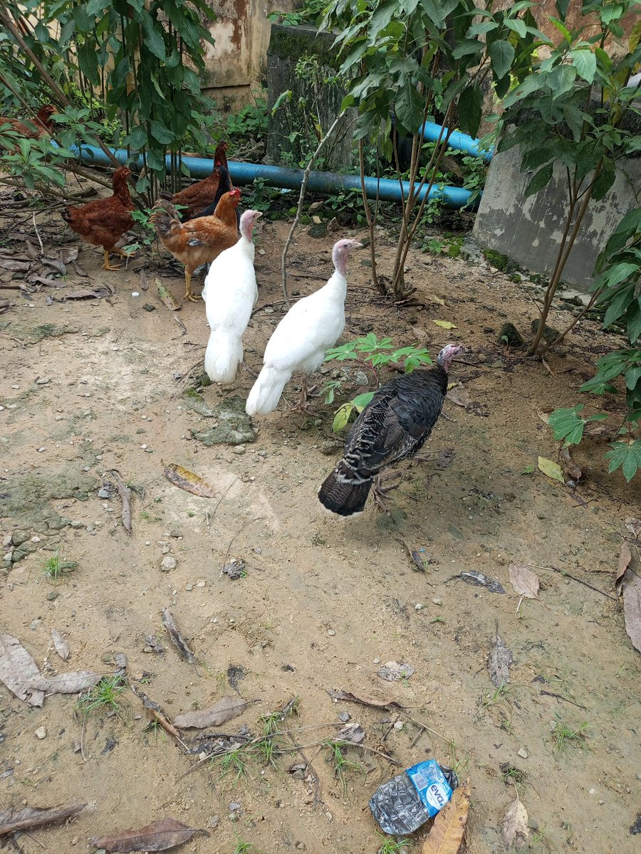QueenIbeimo's tweet photo. Tara got me angry today 
She kept chasing my chickens and turkey, I no weather she wan chop them. I don pursue her taya but she still no dey hear word na I use slippers hit her cus I was angry, omo I felt guilty when she ran away to save her life 🤣. I thought she would stay away https://t.co/Apfmilm5mM
