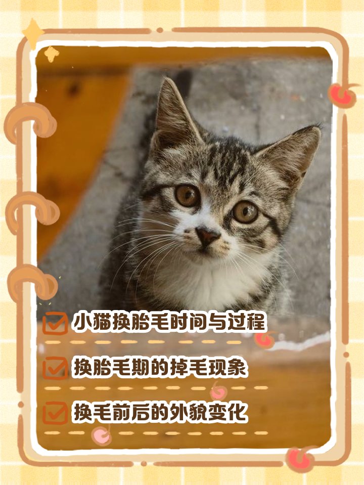 frulloo's tweet photo. Just watched my tiny kitten turn into a fluffy, zoom-obsessed furball in 6 months  Pet growth hits different! #PetLife #KittenToCat https://t.co/bMaP1fvFas