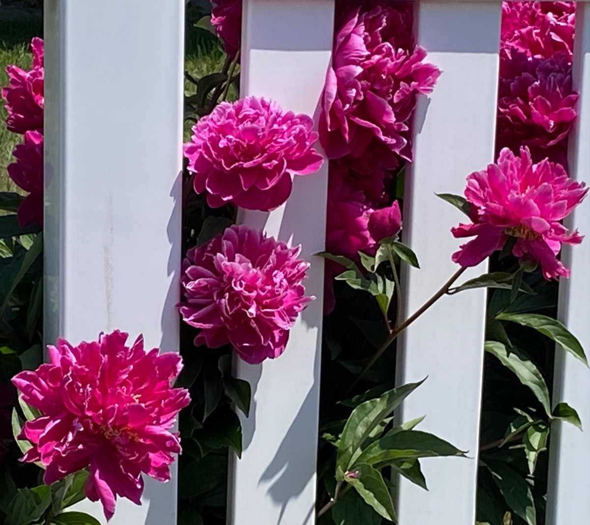 Spctrm72's tweet photo. @WLH1972 #PhotoOfTheWeek
Peonies https://t.co/ArkmYTQumH