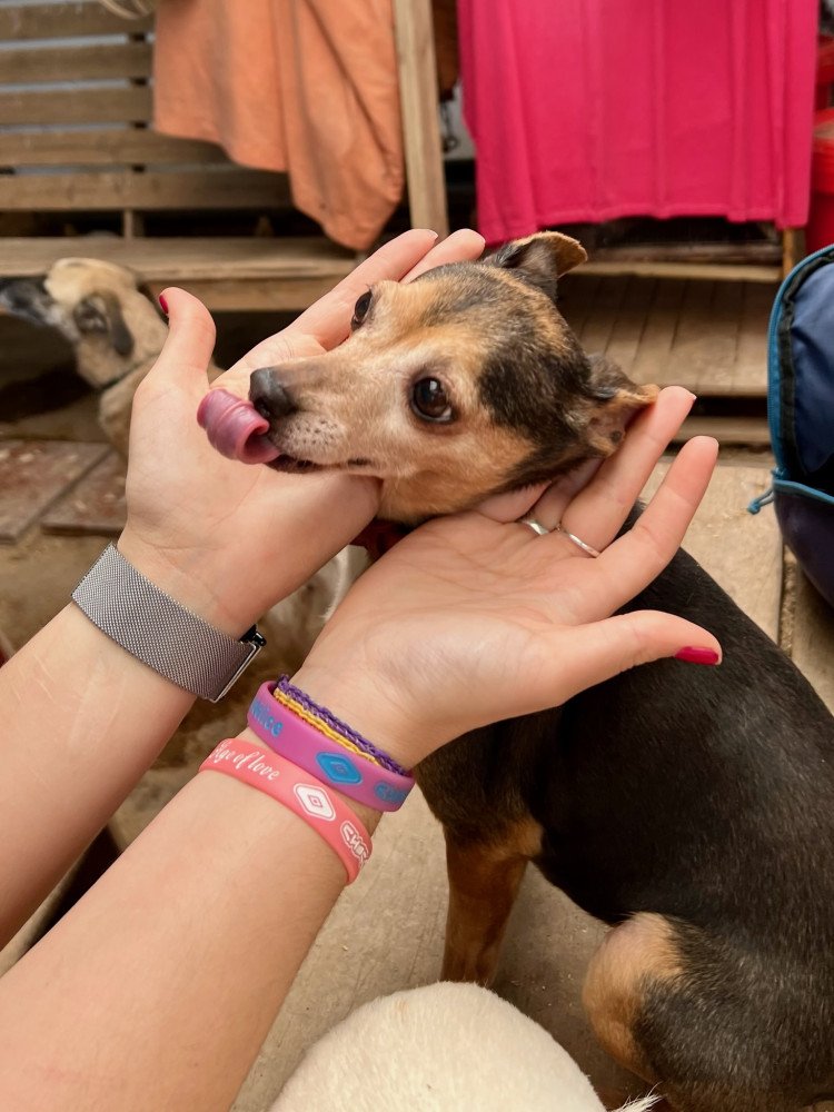 Ref_ElsAngels's tweet photo. Paloma en adopción ✨
📍Sueca, València

Pequeñita, nacida en noviembre de 2018, y muy especial. Necesita una familia que la entienda y respete sus tiempos 🐾

Tiene mucho amor que dar… ¿serás tú? ✨

📲 621260314
🔗 https://t.co/eDd1EentZZ https://t.co/ckLVtKgYLw
