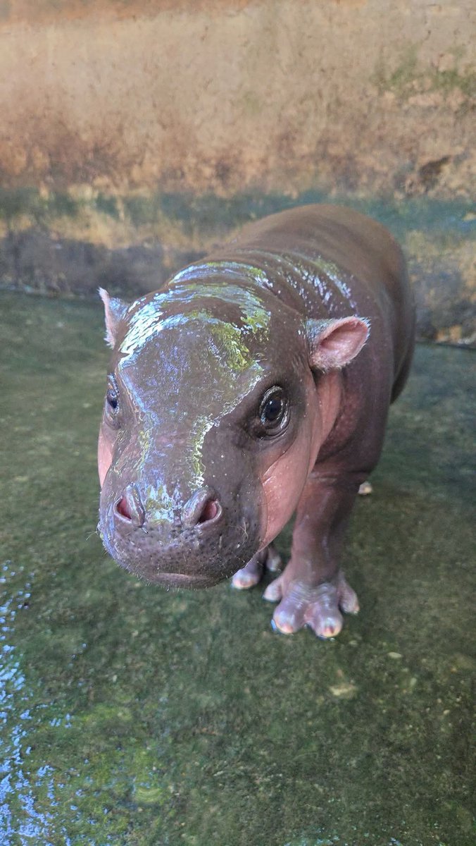 coincanvaszp312's tweet photo. @cozypront Same energy when people fade MooNamTok 🦛📈 https://t.co/NUUdZdma3y