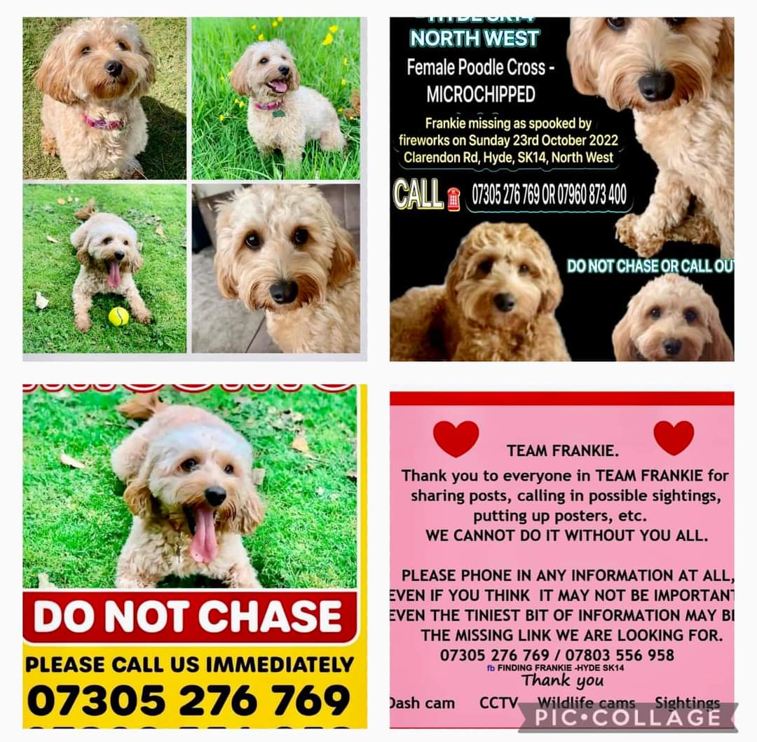 MissingPetsGB's tweet photo. STILL MISSING 

Frankie is an apricot cavapoo. She has been missing since 23/10/22 when spooked by a firework in Hyde, Greater Manchester, SK14

Frankie is chipped &amp; registered as lost.

Have you found, bought or rehomed a dog like Frankie since 23/10/22? #stolendoghour https://t.co/OGWDeK1Ub2