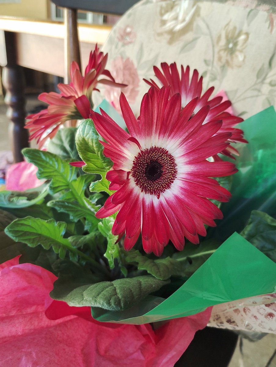 Angelripper_'s tweet photo. Gérberas podem significar sensibilidade, sensualidade, amor, nobreza, alegria e simplicidade.
As flores nas tonalidades rosa e vermelha simbolizam o amor inconsciente, estar completamente rodeado de amor. https://t.co/EMwwx9Bnlh
