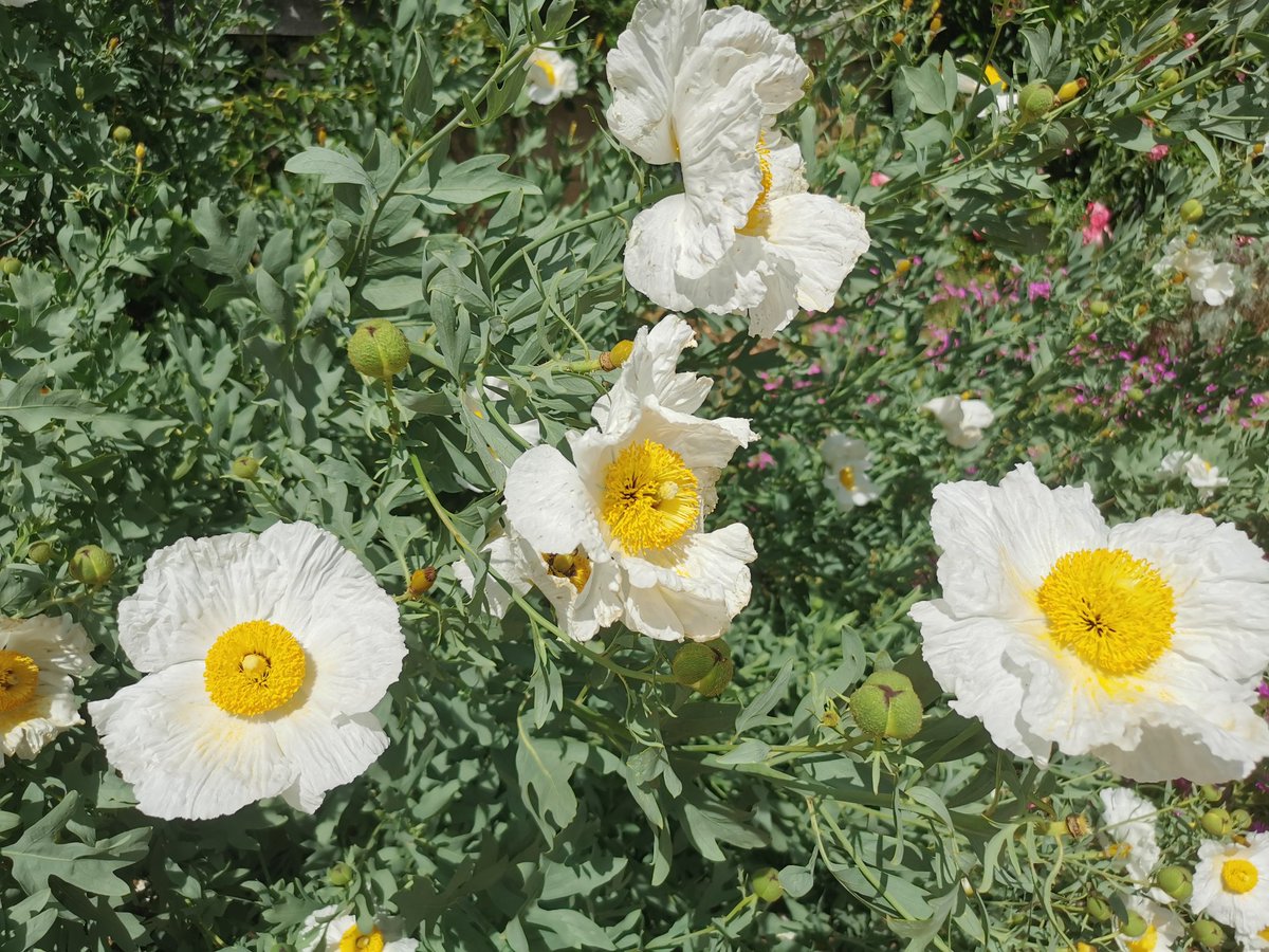 Petit_Lay's tweet photo. Pavots en arbre (enfin, je crois...) dans les jardins de la Muraillère, à Saint-Étienne-de-Mer-Morte.

#RendezVousAuxJardins https://t.co/lj1tMpOAFq