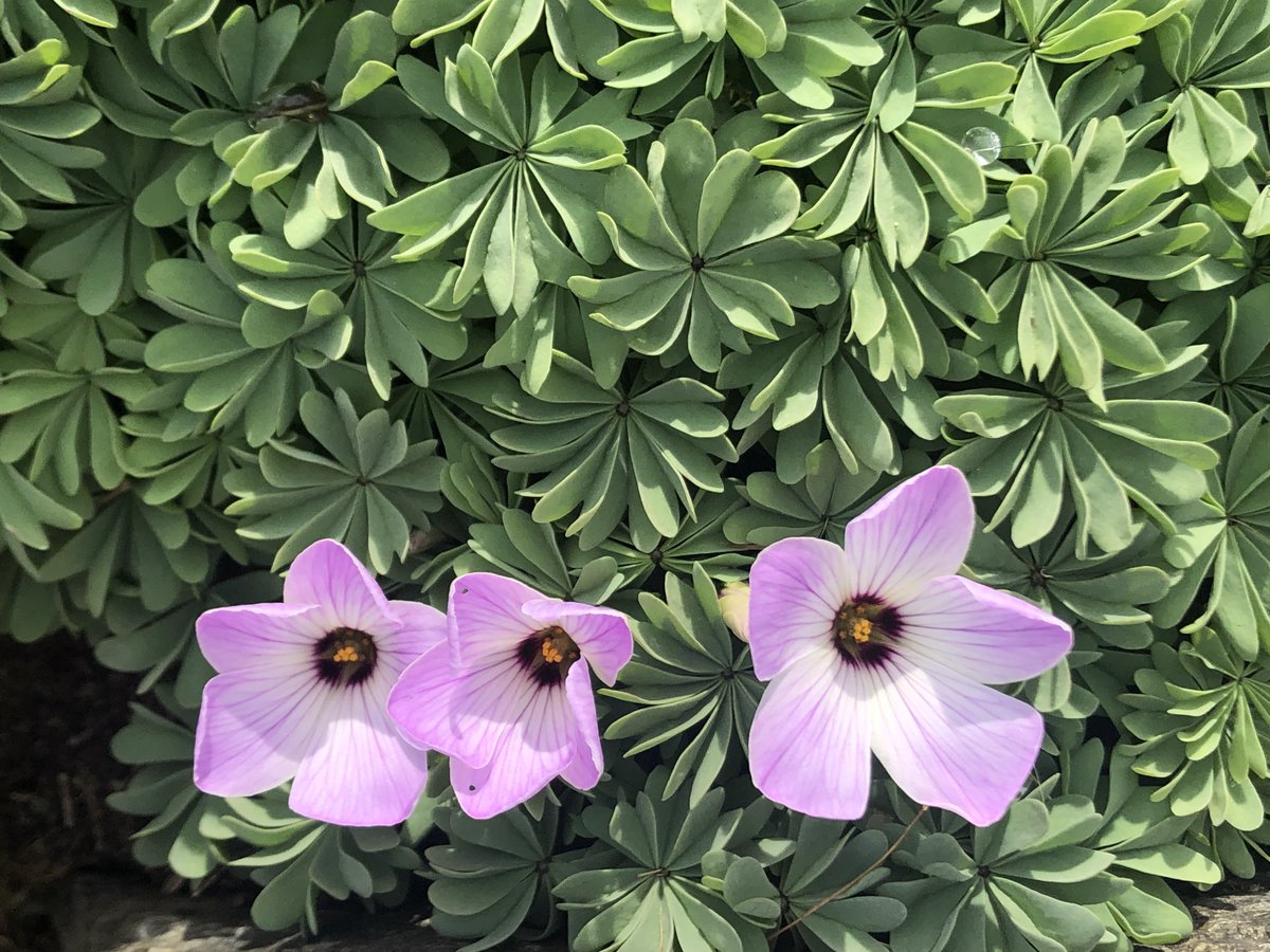 SimonTimber's tweet photo. In the #skarmunken garden today. https://t.co/Q8yrCYLfSm