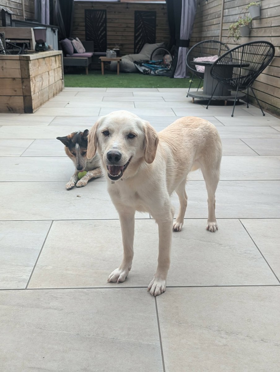 millypod1's tweet photo. 🆘7 JUNE 2026 #Lost KEIRA #ScanMe
YOUNG #RESCUE Labrador Cross Female
The Grange, Wooden #Saundersfoot #Pembrokeshire #SA69 9DY #Wales
https://t.co/L7Bvcn3KeO https://t.co/Jkh2UXR64x