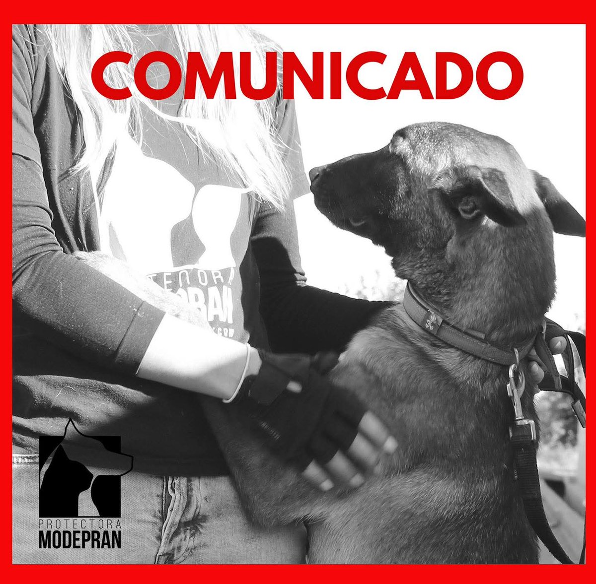 Dama_DeLobos's tweet photo. LO QUE TODOS TEMIAMOS HA LLEGADO. 
Mensaje  de MODEPRAN LEAN 👇👇
🔴🔴 LOS ANIMALES DE VALENCIA SE QUEDAN EN MANOS DE ATHISA EN UNOS DÍAS 🔴🔴

Han desestimado el recurso inicial interpuesto y el Ayto de Valencia nos comunica que en pocos días, Modepran sale del refugio y entra a gestionarlo una unión de varias empresas privadas, una de ellas con 8 procesos activos por maltrato animal: Athisa. 

Ni en nuestras peores pesadillas imaginábamos este escenario, los animales del refugio de Valencia quedarán en manos de los intereses privados de 3 empresas desratizadoras sin ningún afán de protección de los animales.

No admiten la subrogación de los trabajador@s actuales, pese a q es obligatorio por ley. Trabajadores que han dado la vida por que los animales tuvieran una vida digna y que se van a la calle, gente comprometida con los animales y con años de experiencia en gestionar un refugio. Y nosotras tenemos clara la razón, saben que no callarán ante lo que todos sabemos que va a pasar allí dentro, porque ha pasado ya en varios refugios de España gestionados por esta empresa.  

Los voluntarios, a los que tanto tenemos que agradecer, también han de dejar su solidaridad aparcada dado que las empresas no pueden tener voluntarios. Y se quedan, los animales 💔 Los perros y gatos rescatados en Valencia, que tanto esfuerzo nos ha costado salvar, curar, rehabilitar…los que han sido nuestra razón de ser durante 15 años, se quedan en manos de empresas privadas. 

Tenemos el corazón hecho trizas y nos disculpamos si nos cuesta expresarnos. Pero trataremos de ir informándoos de todo este proceso. 

Ahora solo nos queda la vía judicial y lucharemos por ellos hasta el final. 

Seguimos trabajando en nuestro refugio de Carlet y cuidando de los perros y gatos que tenemos allí.

Gracias por el apoyo de todos estos años y por el que, seguro, los animales van a seguir recibiendo de todos vosotros. Lo van a necesitar!