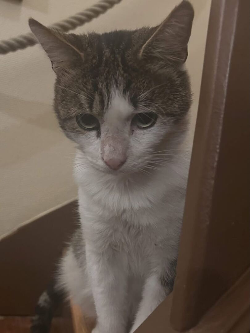 vigipets's tweet photo. 🟠 🐱 Chat perdu le 31/05/2026 à Drancy (93700).
Race : Européen / Âge : 5 an(s)
Robin / Mâle / Identifié(e) : Non

☎️ 0617369376
📧  jf.schott@hotmail.com

#chatperdu #chattrouve #chat #perdu #trouve https://t.co/pnqEG3ALlM