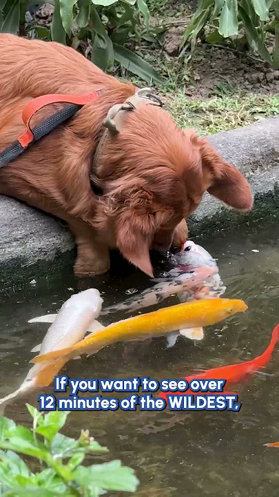 Tap2Tag's tweet photo. Weird &amp; Wonderful Animal Best Friends 🤪  #pets #dogs #cats #funny https://t.co/l5NqFc0BJS https://t.co/L1wVk9rbCt